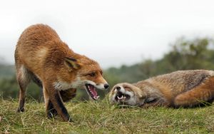 Preview wallpaper fox, couple, fighting, aggression, grass