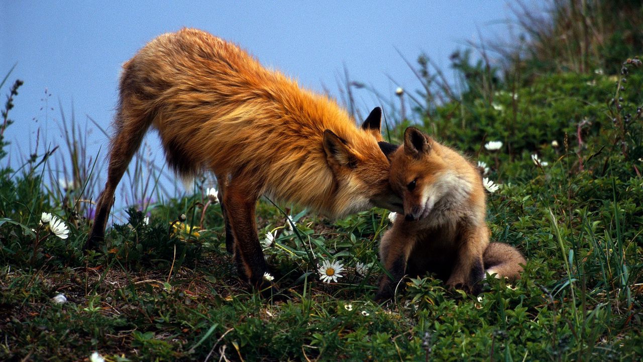 Wallpaper fox, couple, grass, care, young, playful