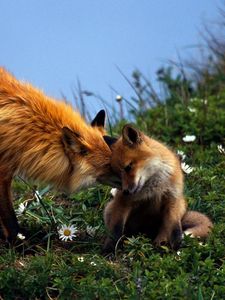 Preview wallpaper fox, couple, grass, care, young, playful