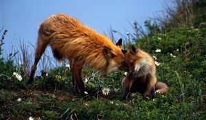 Preview wallpaper fox, couple, grass, care, young, playful