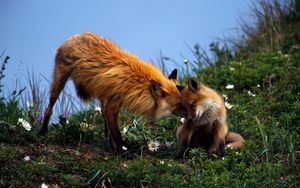 Preview wallpaper fox, couple, grass, care, young, playful