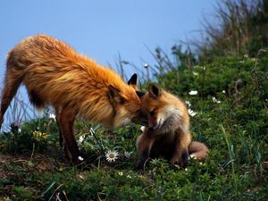 Preview wallpaper fox, couple, grass, care, young, playful