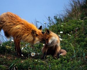 Preview wallpaper fox, couple, grass, care, young, playful