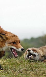 Preview wallpaper fox, couple, grass, aggression