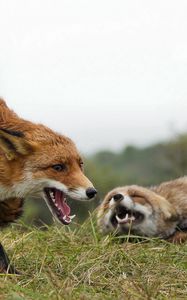 Preview wallpaper fox, couple, grass, aggression