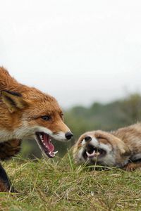 Preview wallpaper fox, couple, grass, aggression