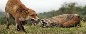 Preview wallpaper fox, couple, grass, aggression