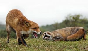 Preview wallpaper fox, couple, grass, aggression