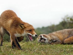 Preview wallpaper fox, couple, grass, aggression