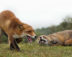 Preview wallpaper fox, couple, grass, aggression