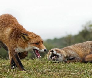 Preview wallpaper fox, couple, grass, aggression