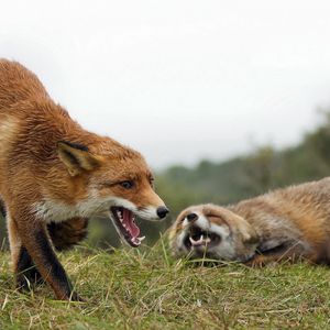 Preview wallpaper fox, couple, grass, aggression