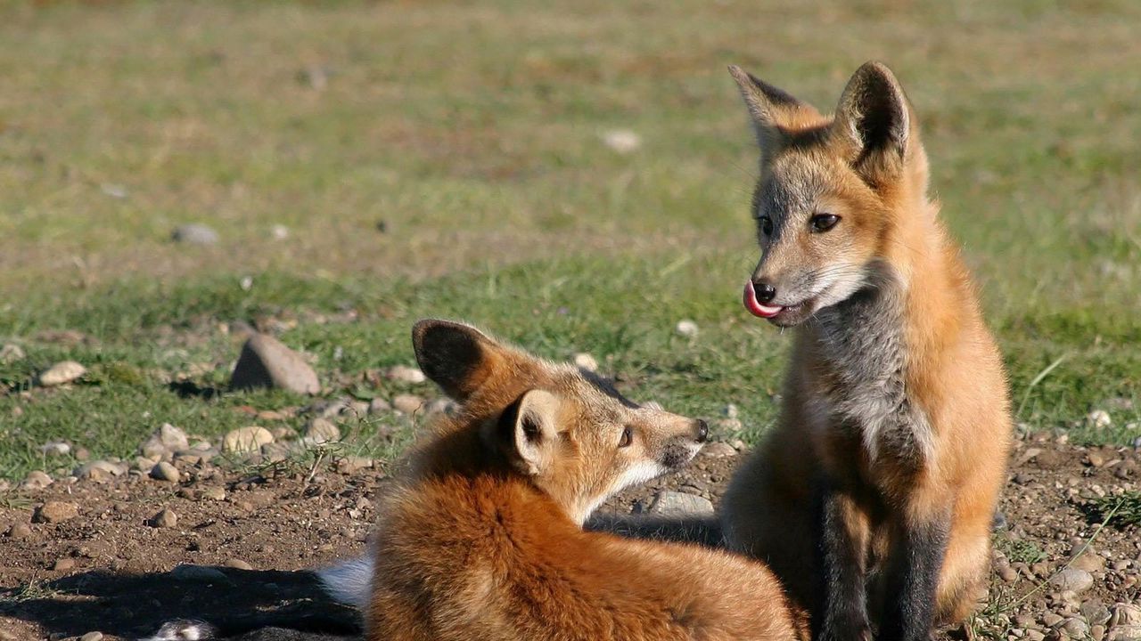 Wallpaper fox, couple, lick, grass