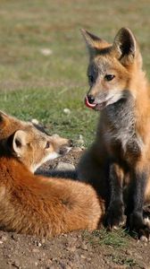 Preview wallpaper fox, couple, lick, grass