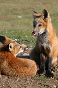 Preview wallpaper fox, couple, lick, grass