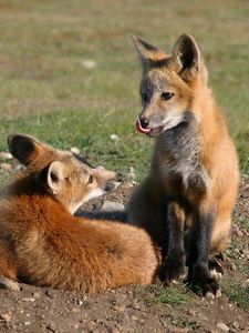 Preview wallpaper fox, couple, lick, grass