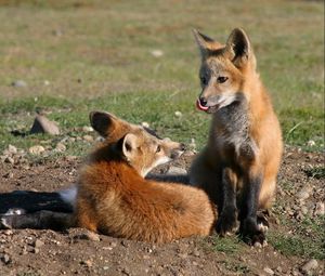 Preview wallpaper fox, couple, lick, grass