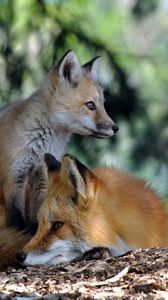 Preview wallpaper fox, couple, lie, grass, forest