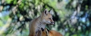 Preview wallpaper fox, couple, lie, grass, forest