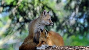 Preview wallpaper fox, couple, lie, grass, forest