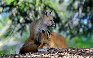 Preview wallpaper fox, couple, lie, grass, forest