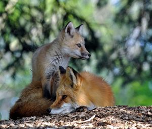 Preview wallpaper fox, couple, lie, grass, forest