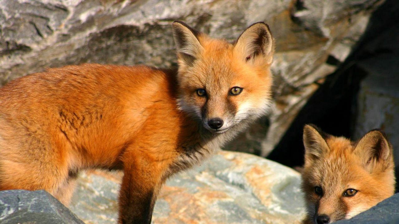 Wallpaper fox, couple, stones, hiding, cubs