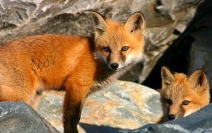 Preview wallpaper fox, couple, stones, hiding, cubs