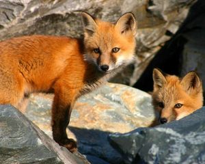 Preview wallpaper fox, couple, stones, hiding, cubs