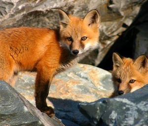 Preview wallpaper fox, couple, stones, hiding, cubs