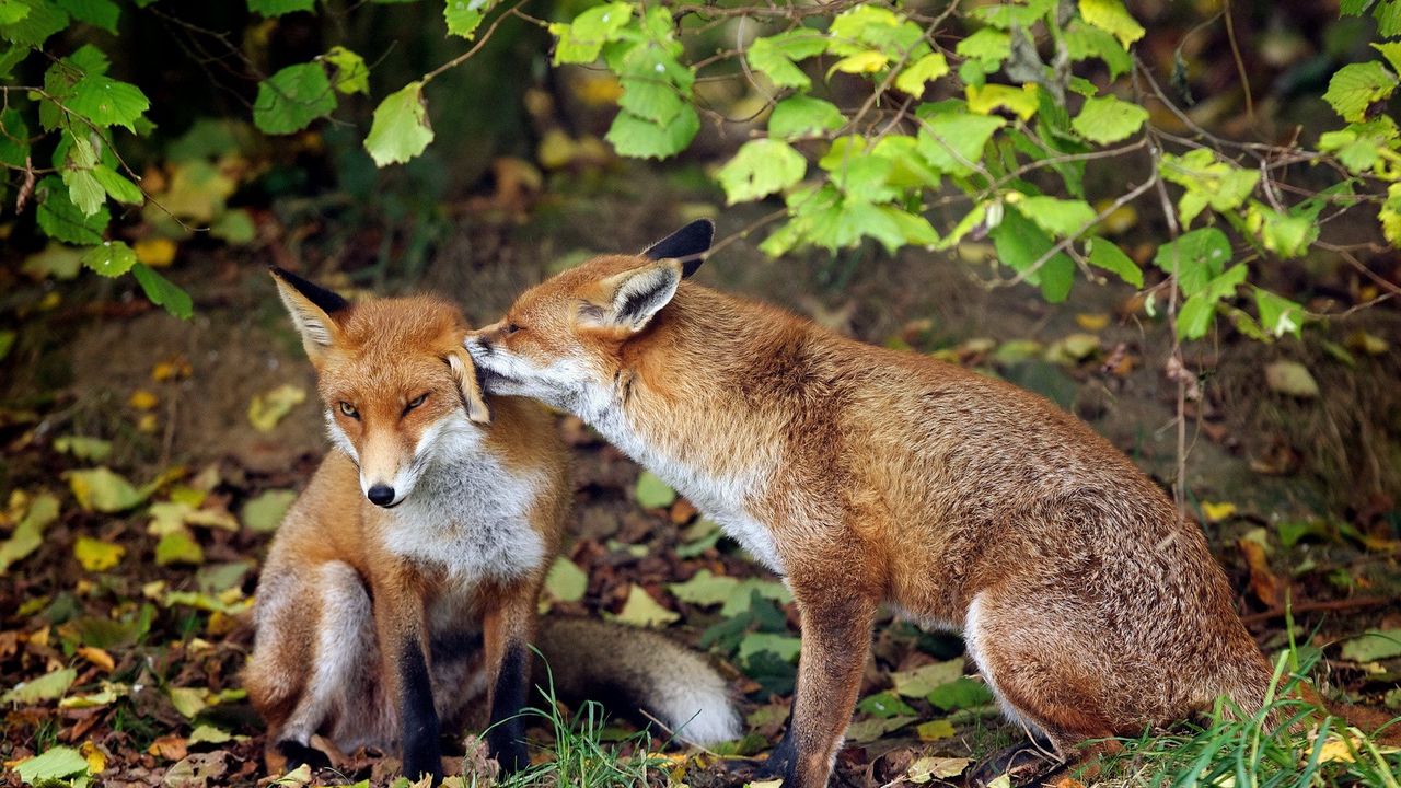 Wallpaper fox, couple, tenderness, grass