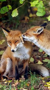 Preview wallpaper fox, couple, tenderness, grass