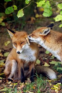 Preview wallpaper fox, couple, tenderness, grass