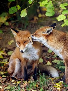 Preview wallpaper fox, couple, tenderness, grass