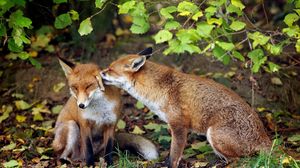 Preview wallpaper fox, couple, tenderness, grass