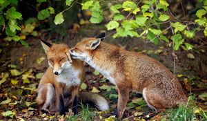 Preview wallpaper fox, couple, tenderness, grass