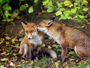 Preview wallpaper fox, couple, tenderness, grass