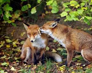 Preview wallpaper fox, couple, tenderness, grass