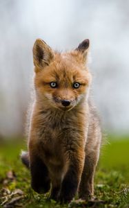 Preview wallpaper fox, cub, animal, wildlife