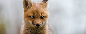 Preview wallpaper fox, cub, animal, wildlife