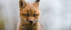 Preview wallpaper fox, cub, animal, wildlife