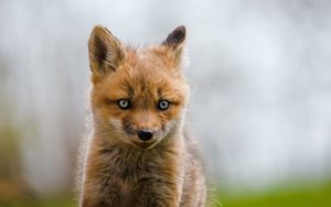 Preview wallpaper fox, cub, animal, wildlife