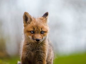 Preview wallpaper fox, cub, animal, wildlife