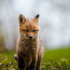 Preview wallpaper fox, cub, animal, wildlife