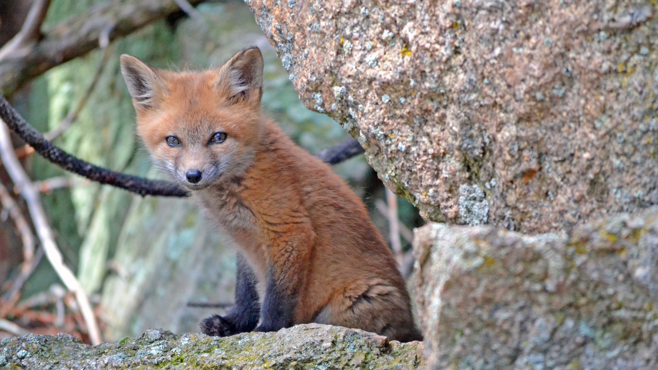 Wallpaper fox cub, baby, sit, stones, moss