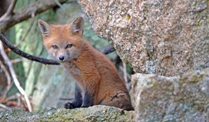 Preview wallpaper fox cub, baby, sit, stones, moss