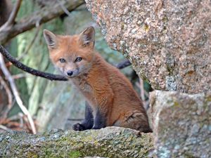 Preview wallpaper fox cub, baby, sit, stones, moss
