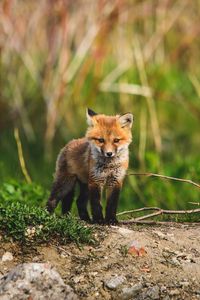 Preview wallpaper fox cub, fox, animal, cute, wildlife