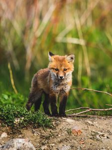 Preview wallpaper fox cub, fox, animal, cute, wildlife