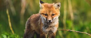 Preview wallpaper fox cub, fox, animal, cute, wildlife